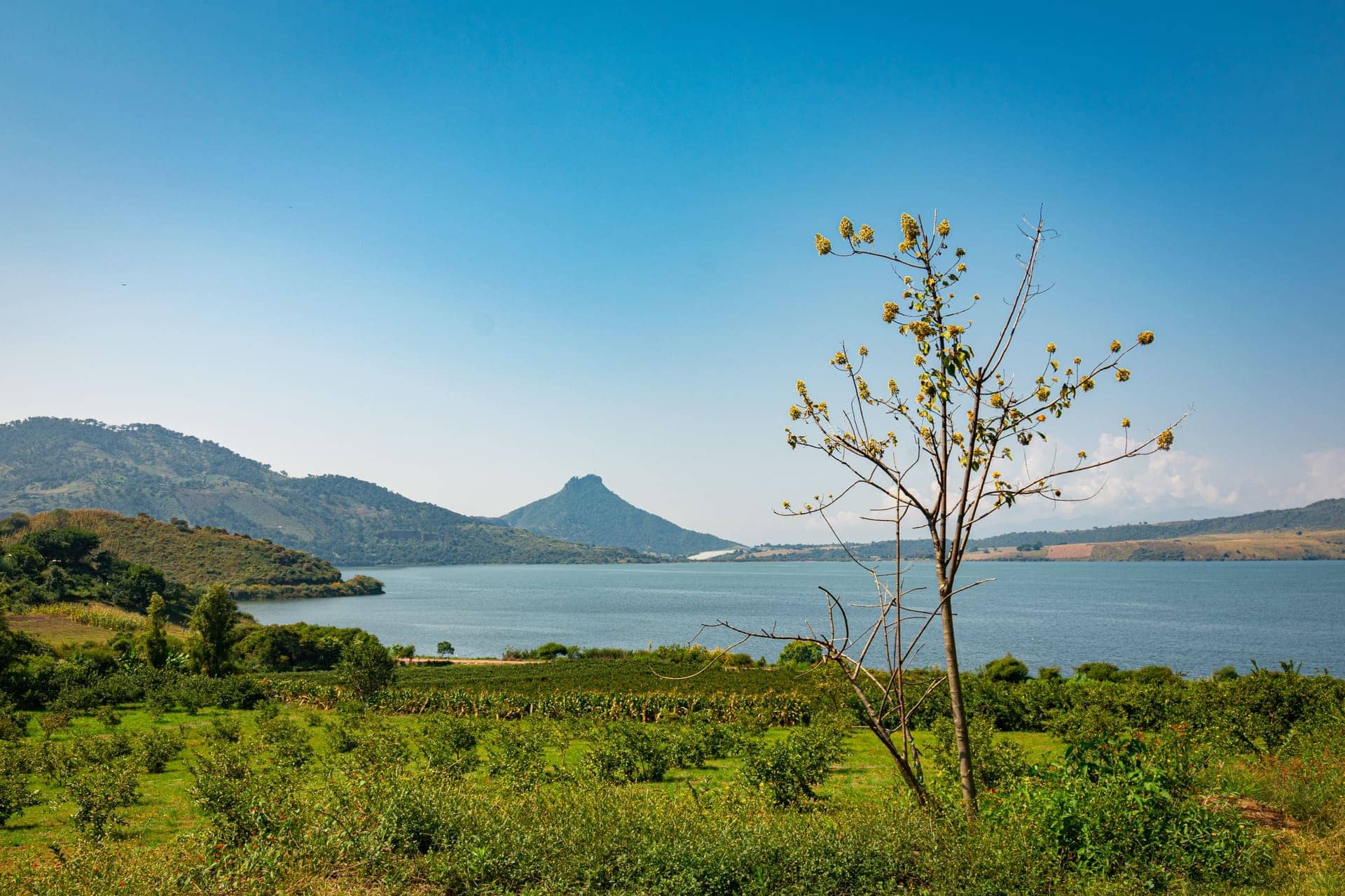 Árbol cerca de un lago